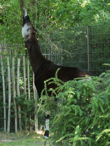 berlinzoo8